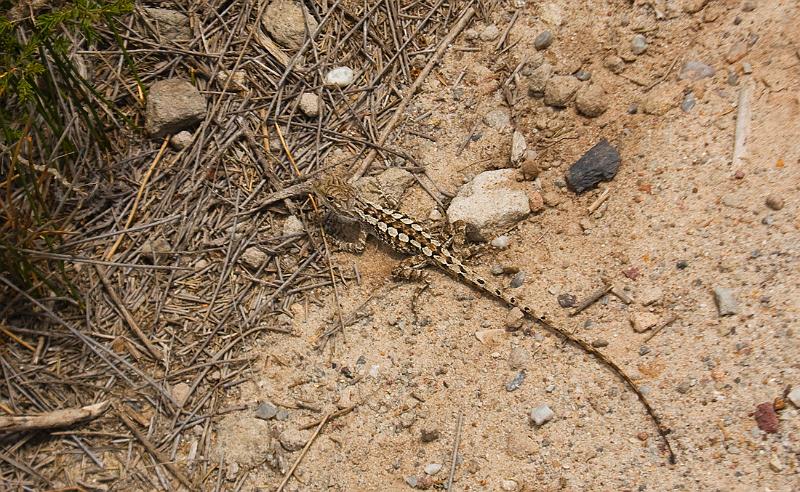 sand lizard.jpg